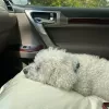 Saint Augustine Pet Grooming Salon, Florida, Saint Augustine