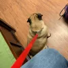 My Pet's Animal Hospital, Florida, Lakeland