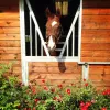 Ligara Farms, California, Morgan Hill