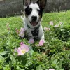 Southpaws Playschool for Dogs and Puppies, Texas, Austin