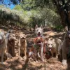 The Natural Dog, California, Oakland