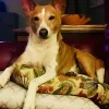 Pet Pal Veterinary Clinic, Florida, Saint Petersburg