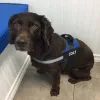 Coastal Animal Hospital, Florida, Jensen Beach