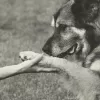 Peace for Paws, California, Henderson