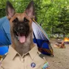 Camp Canine, Connecticut, Bristol