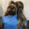 Tails and Nails Pet Grooming, California, Newman