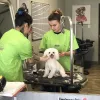 Angell's Canine Spa & Salon, California, Lomita