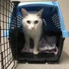 Belle Isle Animal Hospital, Georgia, Atlanta