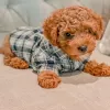 Peachtree Hills Animal Hospital, Georgia, Atlanta