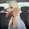Granite Bay Pet Grooming, California, Granite Bay