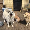 Petmeisters Pet Sitting, Georgia, Decatur
