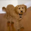 Spectrum Canine, California, Fremont