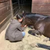 Cedar Creek Stables, California, Brentwood