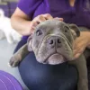 Dogs In Harmony, California, Sunnyvale