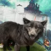 Puppy Cut Grooming, California, North Highlands