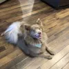 Quail Creek Kennel, Texas, Waco