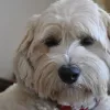 Griffith Small Animal Hospital, Texas, Austin