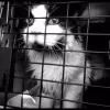 The Pampurred Cat, Arkansas, Nixa