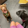 Fort Caroline Animal Clinic, Florida, Jacksonville