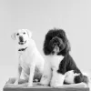 Poochie's Pampered Pet Services, Texas, Dallas