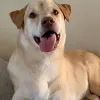 Island Pet Movers, Hawaii, Honolulu