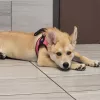 Los Coyotes Pet Hospital, California, Long Beach