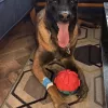 Aliso Niguel Animal Hospital, California, Laguna Niguel
