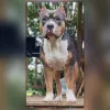 Raleigh Bartlett Animal Hospital, Arkansas, Memphis