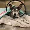 Veterinary Ophthalmic Consulting, California, Upland