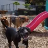 3 Dogs Boarding and Daycare, Washington, Portland