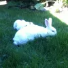 Bun and Breakfast Bunny Boarding, California, Santa Cruz