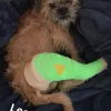 Care At The Courtyard Veterinary Clinic, California, Visalia