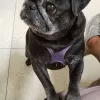 Academy Animal Hospital, California, Solana Beach