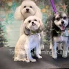 Top Dog Grooming, Texas, Katy