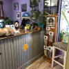 Paradise Doggie Daycare, California, Sutter Creek