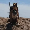 Kelley's Kennel, Texas, San Angelo