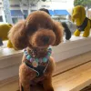 Henley Style Pet Grooming and Spa, California, Beverly Hills