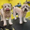 Diego Dogs Grooming, California, San Diego