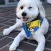 Lucky Paws Grooming, California, Fountain Valley