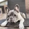 Paw Minders Plus Pet Sitters, California, Henderson