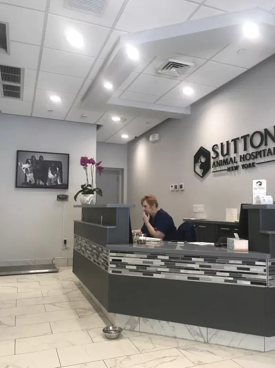 Sutton Animal Hospital - New York, New York | Reviews on thePets