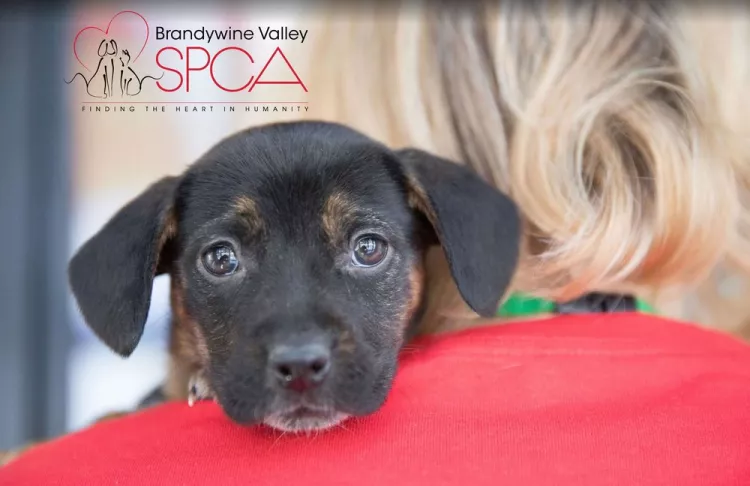 Brandywine Valley SPCA - Maryland, Georgetown | Reviews on thePets
