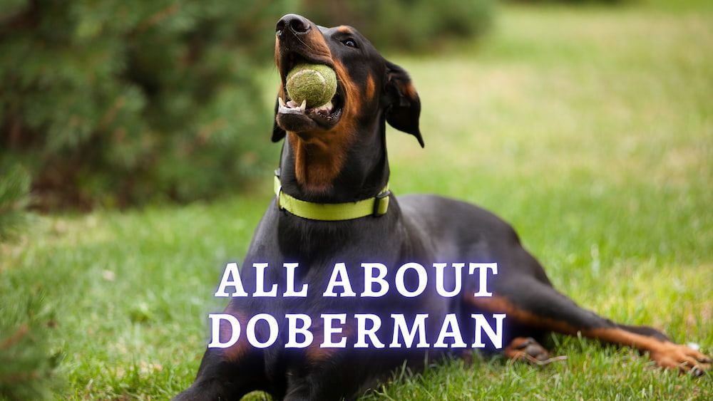 Doberman Dog Breed Profile: Interesting Facts, Personality and Care