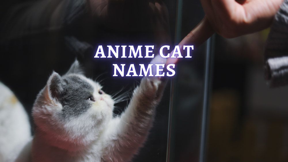 Anime Cat Names: 200+ Cat Names Ideas from Anime