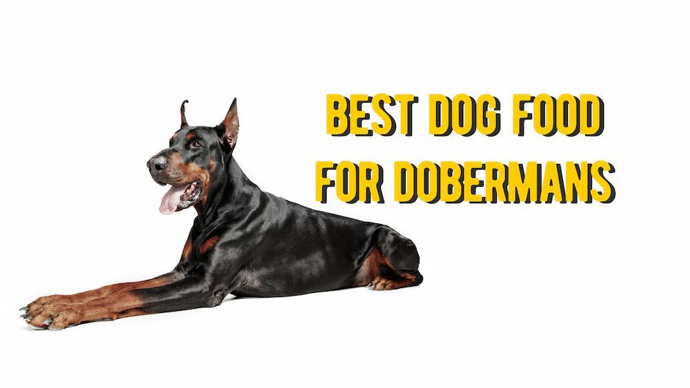 ≡ Best Dog Food for Dobermans: 10 Dog Foods for Doberman Review