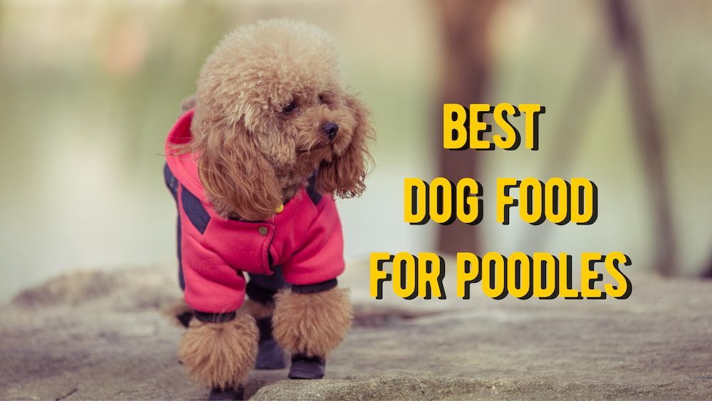 Best Dog Food For Poodles The 10
