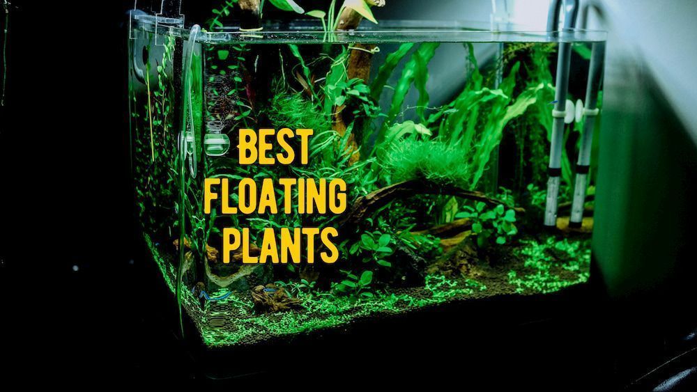 Buyer’s Guide: What are Floating Plants?