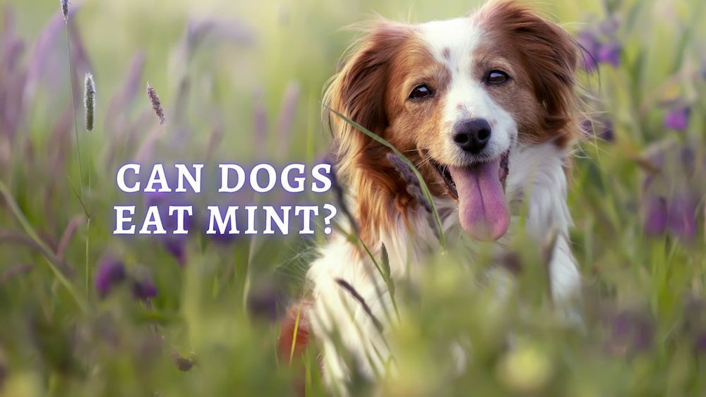 Can Dogs Eat Mint Leaves Are They Bad
