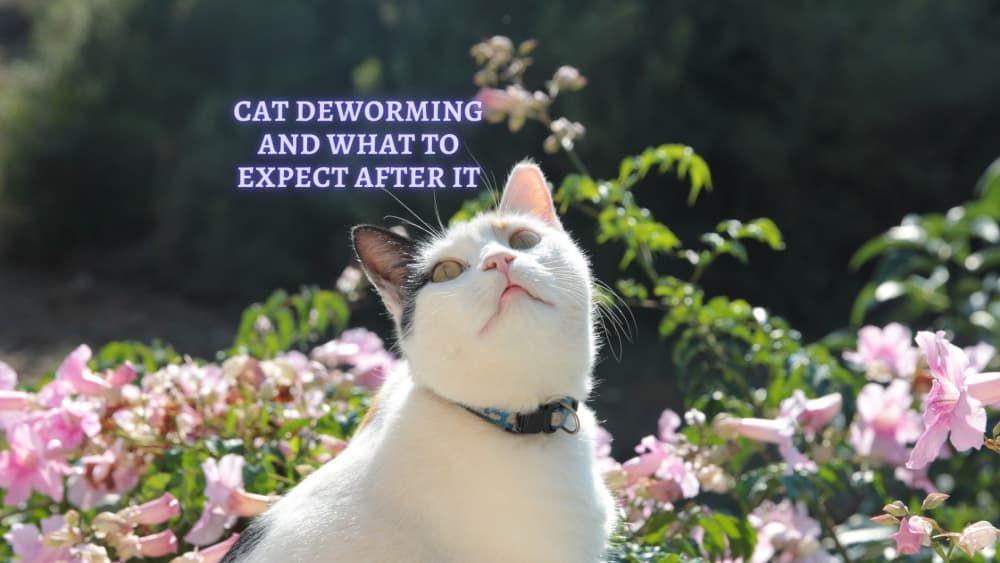 how long after deworming will my cat feel better