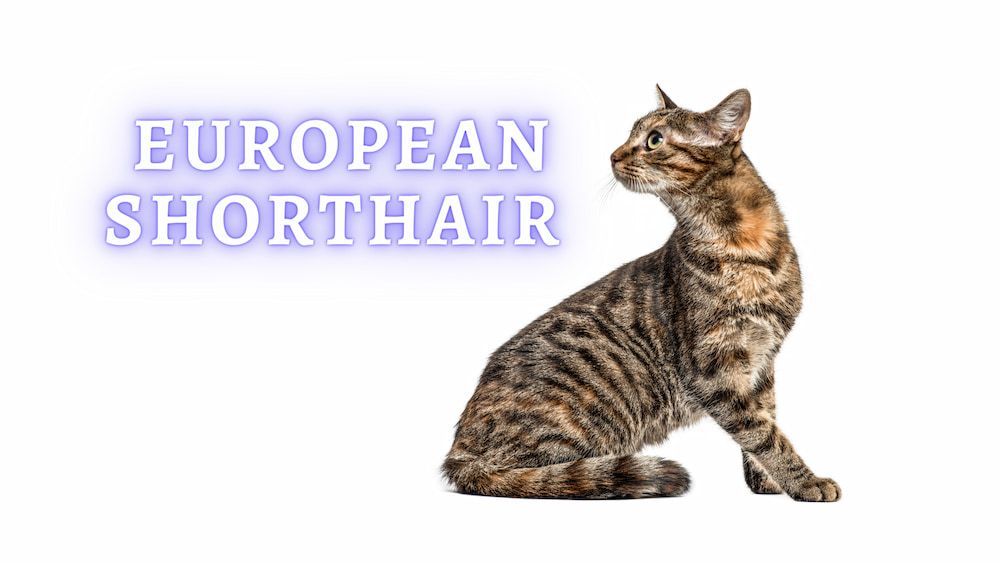 ᐉ European Shorthair Cat Breed: Lifespan, Kittens, Activity, Rescue, Facts